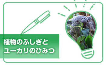 植物のふしぎとユーカリのひみつ